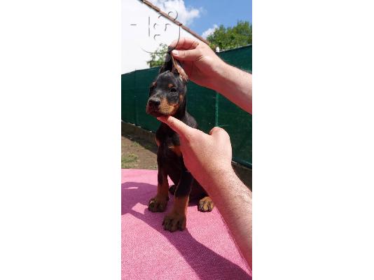 PoulaTo: Πώληση κουτάβια Doberman